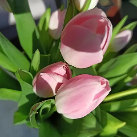 Проживание в семье 11 Debow Nadmorska Дзвижино