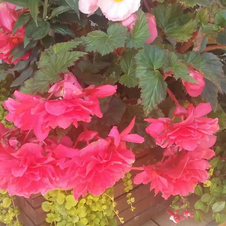 11 Debow Nadmorska Проживание в семье Дзвижино