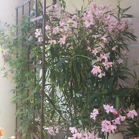 11 Debow Nadmorska * Дзвижино