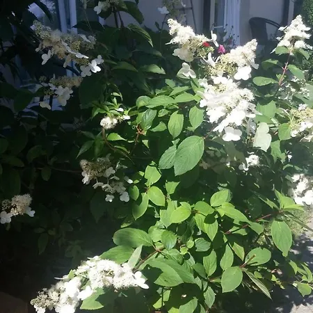 11 Debow Nadmorska Проживание в семье *