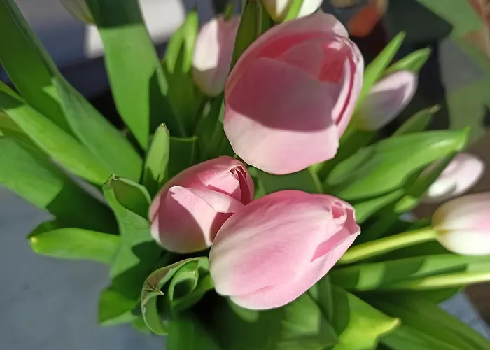 Δωμάτια σε οικογενειακή κατοικία 11 Debow Nadmorska Dźwirzyno