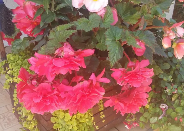 11 Debow Nadmorska Δωμάτια σε οικογενειακή κατοικία Dźwirzyno