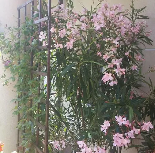 11 Debow Nadmorska * Dźwirzyno