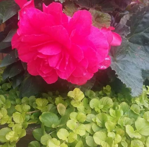 11 Debow Nadmorska Dźwirzyno