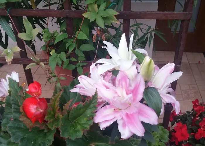 11 Debow Nadmorska * Dźwirzyno